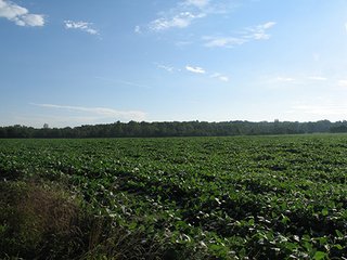 Property photo 19 - 80+/- Acres Land Auction offered in 5 Tracts